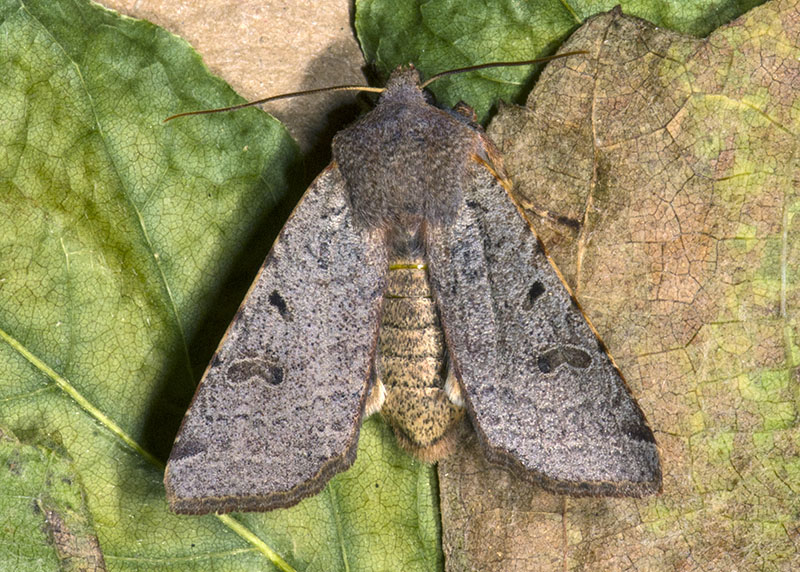 Noctuidae di ottobre